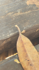 Tropidosteptes quercicola