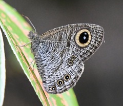 Ypthima horsfieldii humei