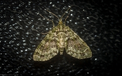 Tympanota perophora