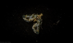 Arescoptera haplocala