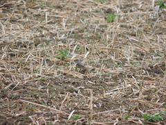 Phoenicurus ochruros