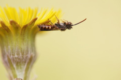 Nomada