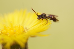 Nomada