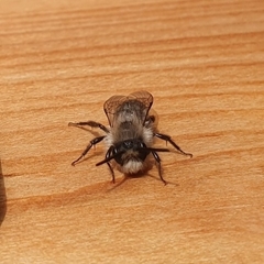 Andrena cineraria