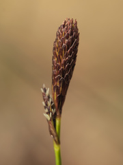 Carex montana