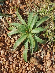 Eryngium sanguisorba