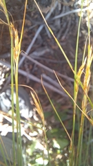 Ficinia angustifolia