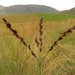 Cockatoo Grass - Photo (c) Lize van der Merwe, some rights reserved (CC BY-NC-ND), uploaded by Lize van der Merwe