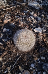 Mammillaria haageana haageana
