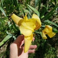 Iris × hybrida