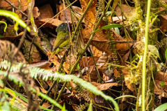 Mionectes striaticollis