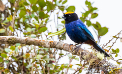 Iridosornis rufivertex