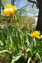 Iris × hybrida