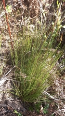 Ficinia angustifolia