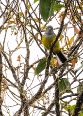 Cnemoscopus rubrirostris