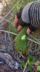 Ficinia angustifolia