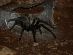 Selenocosmiinae