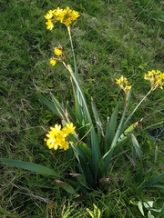Sisyrinchium palmifolium