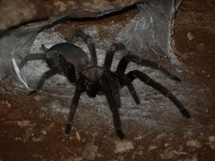 Selenocosmiinae