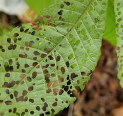 Periclista marginicollis