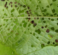 Periclista marginicollis