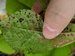 Periclista marginicollis