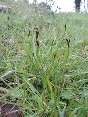 Carex praecox