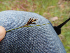 Carex praecox