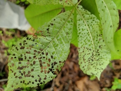 Periclista marginicollis