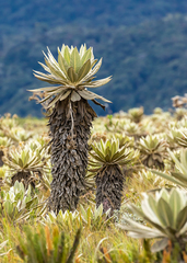 Espeletia hartwegiana