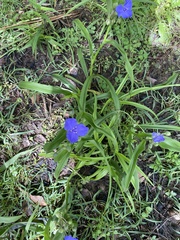 Tradescantia virginiana