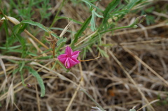 Convolvulus chilensis