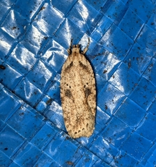 Agonopterix canadensis