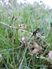 Carex praecox