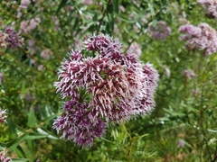 Campovassouria cruciata