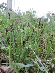 Carex praecox