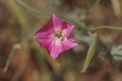 Convolvulus chilensis