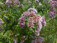 Campovassouria cruciata