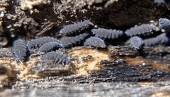 Ceratophysella denticulata