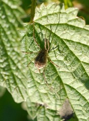 Opilio saxatilis