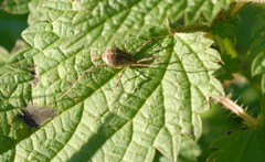 Opilio saxatilis