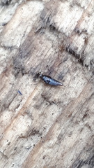 Habrocerus capillaricornis