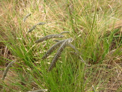 Harpochloa falx