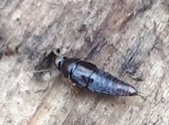 Habrocerus capillaricornis