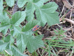Pyrrhocoris apterus