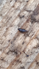 Habrocerus capillaricornis