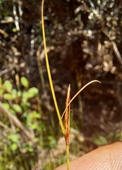 Ficinia angustifolia