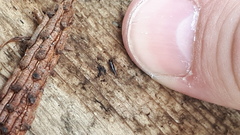 Habrocerus capillaricornis