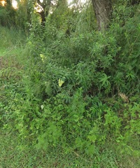 Cestrum parqui