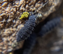 Ceratophysella denticulata